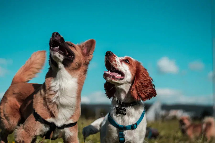 Perro activo al aire libre
