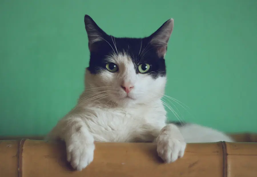 Gato descansando en un espacio cómodo