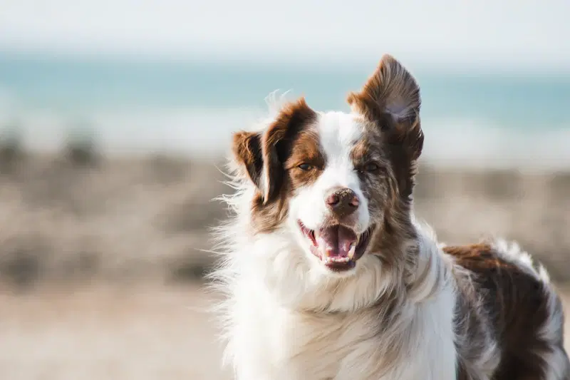 Arnés ergonómico para perros