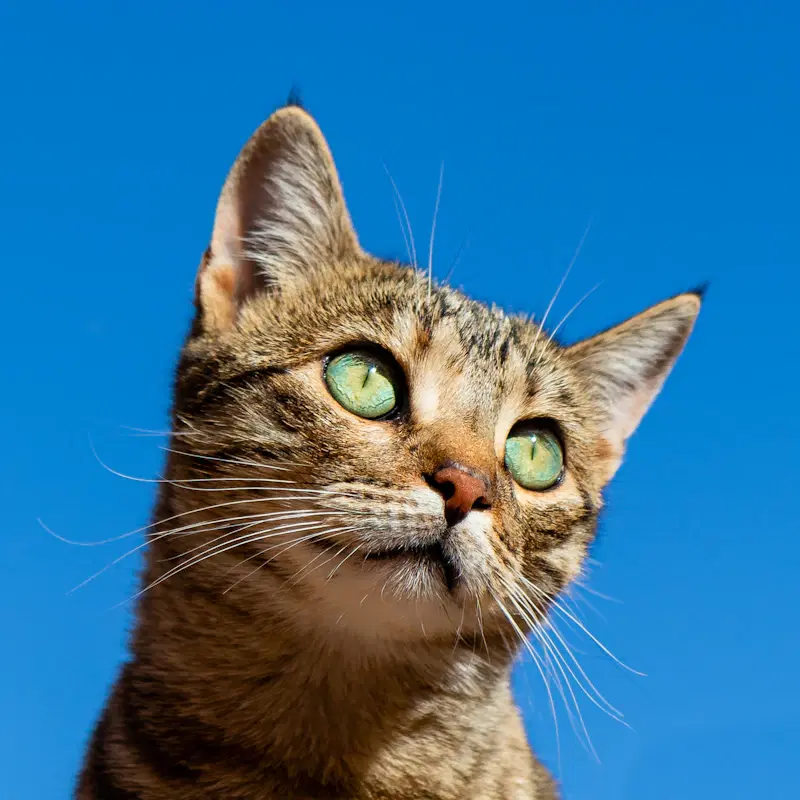 Rascador para gatos