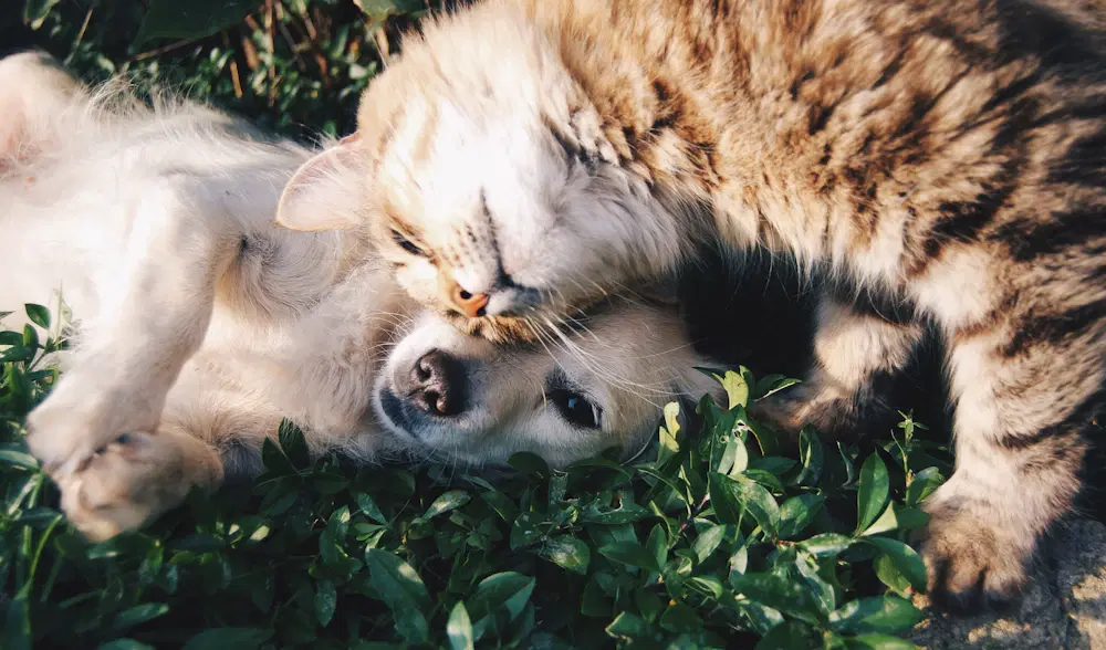 Perro y gato mirando con curiosidad